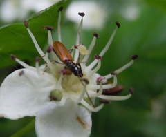 Stenhomalus bicolor