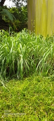 Cymbopogon nardus