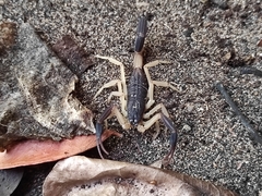 Centruroides fulvipes