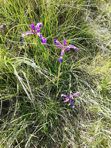 Image of Iris reichenbachiana by (c) David Delon, some rights reserved (CC BY)