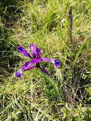 Iris reichenbachiana