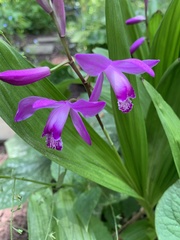 Bletilla