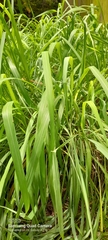 Cymbopogon nardus