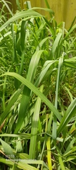 Cymbopogon nardus