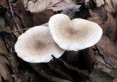 Lactarius cinereus