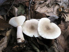 Lactarius cinereus