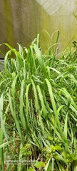 Cymbopogon nardus