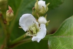 Crataegus succulenta