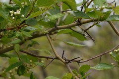 Crataegus succulenta