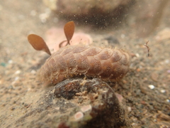 Lepidonotus squamatus