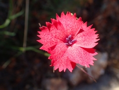 Dianthus biflorus