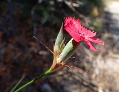 Dianthus biflorus
