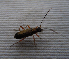 Grammoptera ustulata