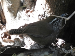 Pheugopedius maculipectus