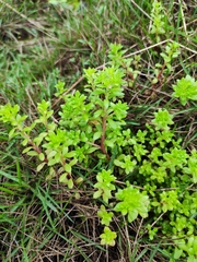 Sedum bulbiferum