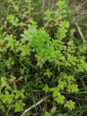 Sedum bulbiferum