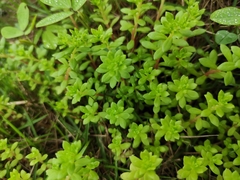 Sedum bulbiferum