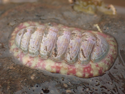 Mottled Red Chiton