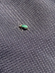 Trirhabda flavolimbata