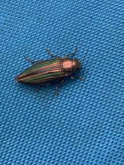 Buprestis striata