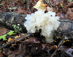 Tremella fuciformis image