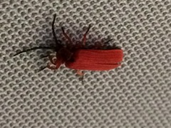 Dictyoptera simplicipes