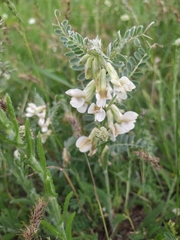 Vicia pannonica