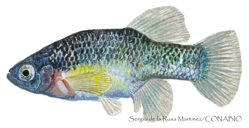 Xenoophorus