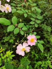 Rosa multiflora cathayensis