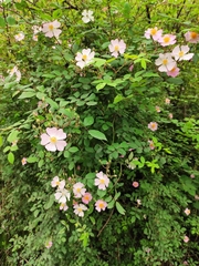 Rosa multiflora cathayensis