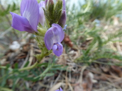 Oxytropis borealis