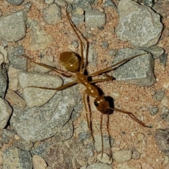 Myrmecocystus mexicanus