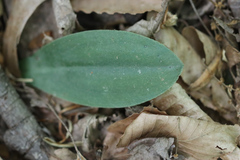 Galearis spectabilis