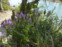 Oxytropis borealis