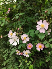 Rosa multiflora cathayensis