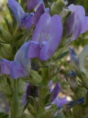 Oxytropis borealis