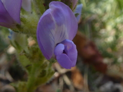Oxytropis borealis