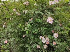 Rosa multiflora cathayensis