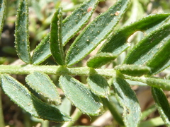 Oxytropis borealis