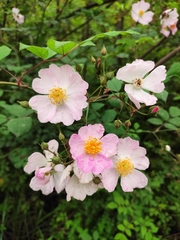 Rosa multiflora cathayensis