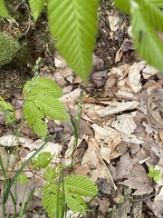 Oryzopsis asperifolia