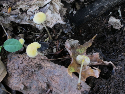 Mycena crocea image