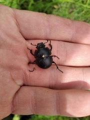 Lethrus apterus