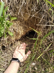 Marmota bobak