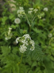 Chaerophyllum aureum