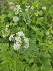 Chaerophyllum aureum