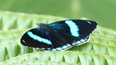 Perisama bomplandii parabomplandii