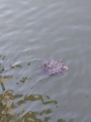Trachemys scripta
