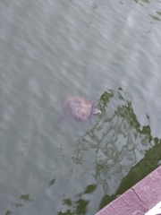 Trachemys scripta