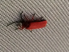 Dictyoptera simplicipes